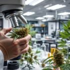 CBD vs THC, cannabis effects guide, stoner science, cannabis comparison