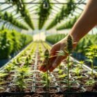 cannabis cloning tips, weed propagation, grow cannabis clones, cloning guide