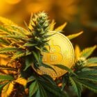 cannabis cryptocurrency, weed blockchain, crypto and cannabis, cannabis fintech