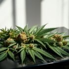 cannabis fashion trends, weed style guide, hemp clothing, cannabis lifestyle