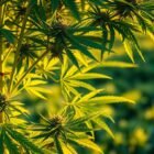 cannabis plant training, grow weed yield tips, cannabis growing techniques