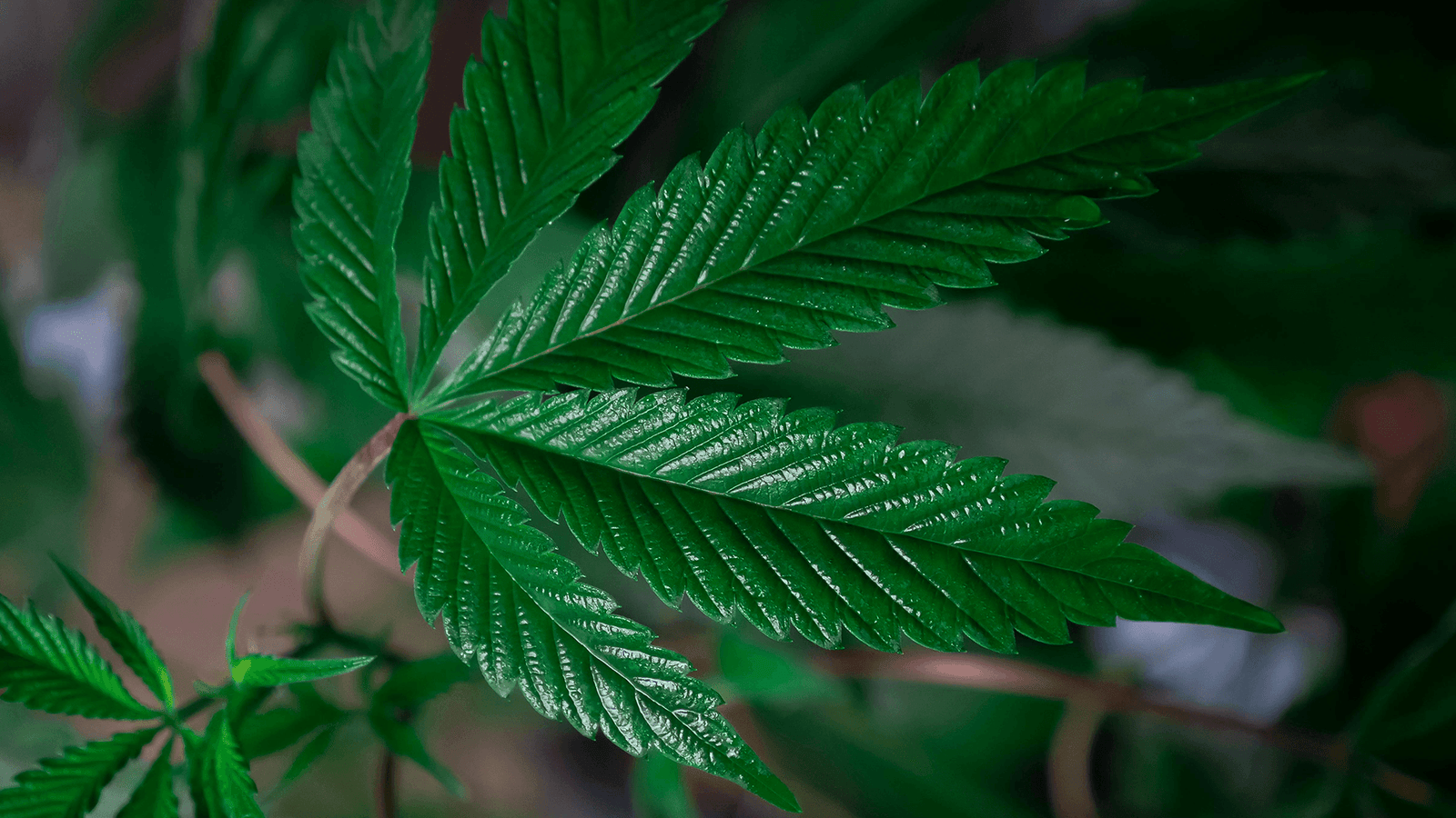 CBD Is The New Painkiller