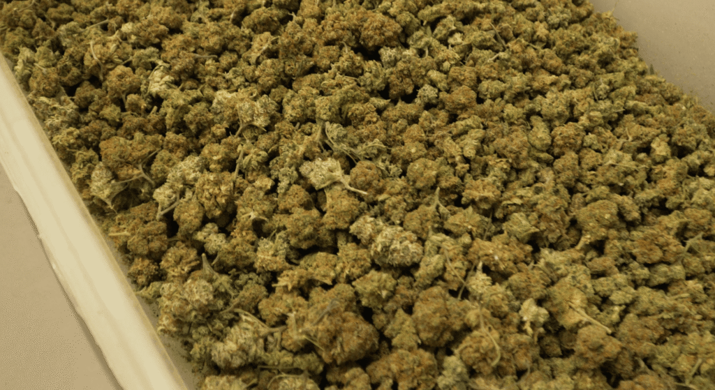 Cannabis plant harvested into buds