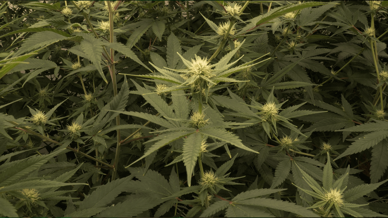 Federal Government Cannabis Changes After 50 Years